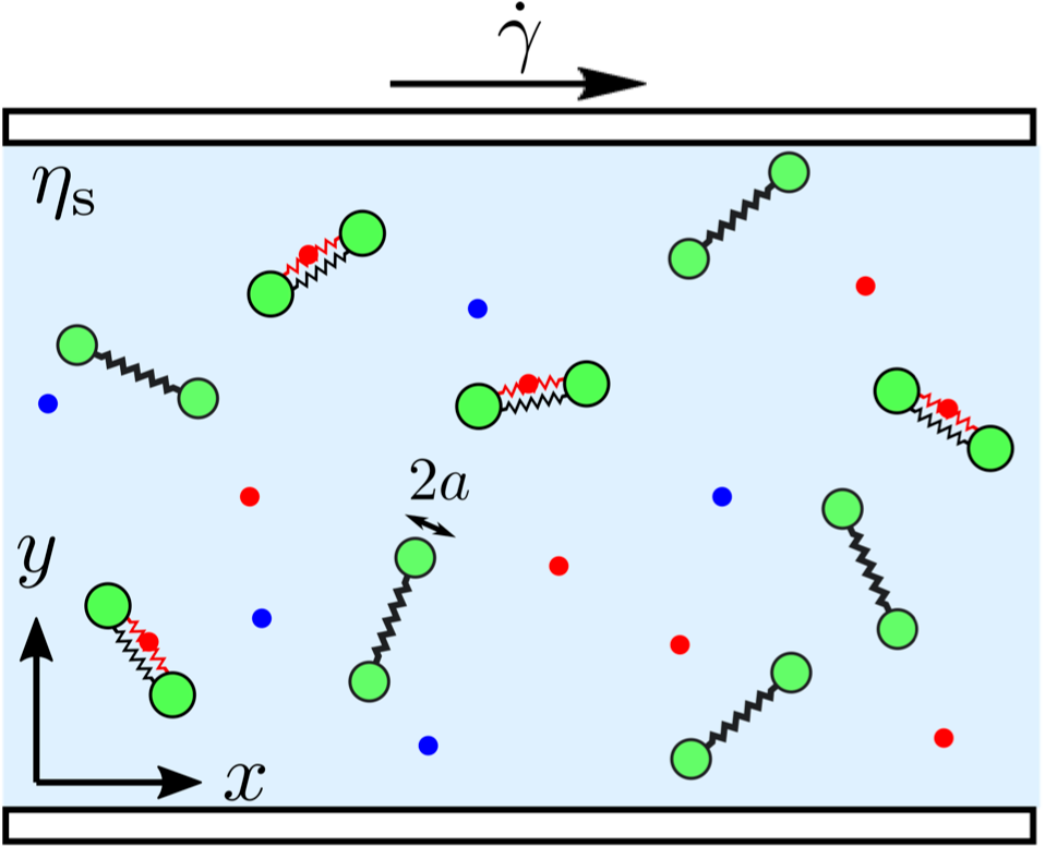 Rheological properties of an enzyme solution